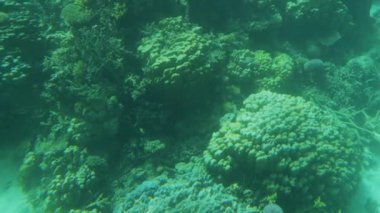 The underwater world of the Red Sea. Coral reefs and fish in the Red Sea. View from a boat with a transparent bottom