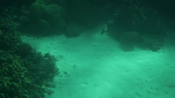 View Boat Transparent Bottom Underwater World Red Sea Coral Reefs — Wideo stockowe