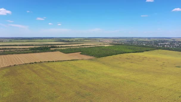 Campos Agrícolas Otoño Campo Girasol Campo Trigo Cosecha Vista Aérea — Vídeos de Stock