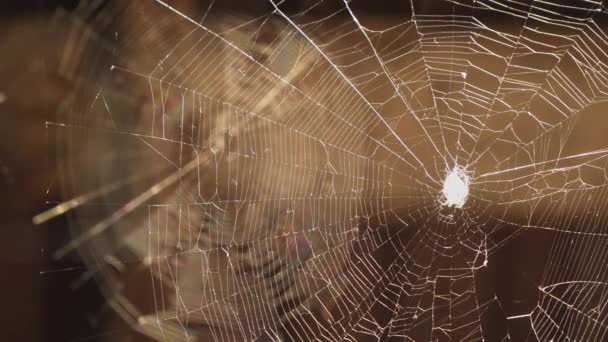 Spinnenweb Een Zonnige Dag — Stockvideo
