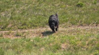 Köpekler kameraya doğru koşar. Yavaş çekim videosu.