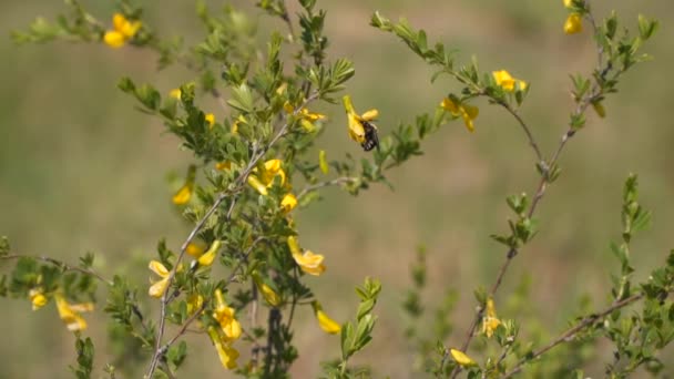 Uma Abelha Recolhe Néctar Flores Vídeo Câmera Lenta — Vídeo de Stock
