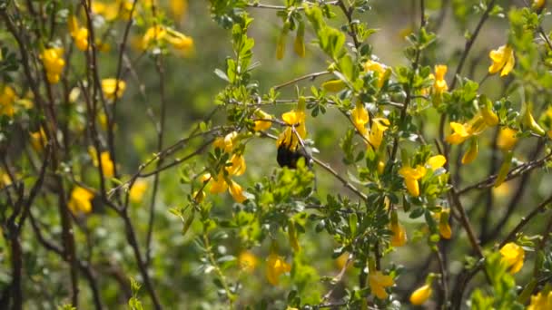 Bumblebee Recolhe Néctar Flores Vídeo Câmera Lenta — Vídeo de Stock