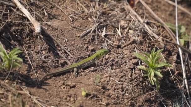 乾燥した土地の間に小さな緑のトカゲ — ストック動画