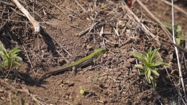 Piccola Lucertola Verde Tra Terre Secche — Video Stock