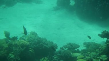 El Gouna Mısır. Şeffaf tabanlı bir tekneden görüntü. Kızıl Deniz 'in sualtı dünyası.