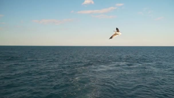 Gaivotas Voam Atrás Navio Pegam Comida Mosca Bandeira Egito Pode — Vídeo de Stock