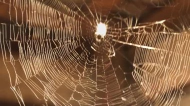 Güneşli bir günde örümcek ağı. Örümcek ağı rüzgardan hareket eder