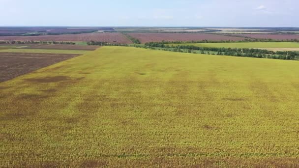 Вид Повітряні Поля Сільськогосподарського Призначення Осінні Сільськогосподарські Поля Оранжеві Поля — стокове відео