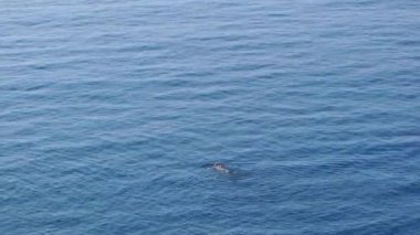 Sırtüstü yüzen bir insan.