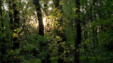Ormanda güzel bir öğleden sonra