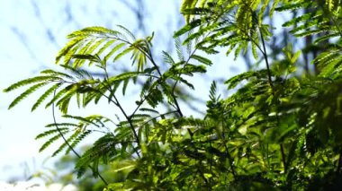 Rüzgarlı bir günde yeşil yapraklarla bitkinin etrafını kapatın.