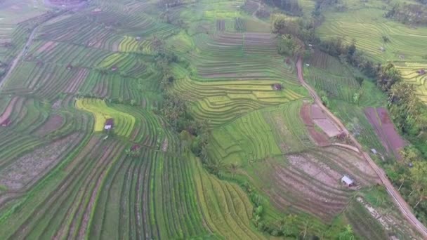 Pirinç tarlalarının hava görüntüleri. — Stok video