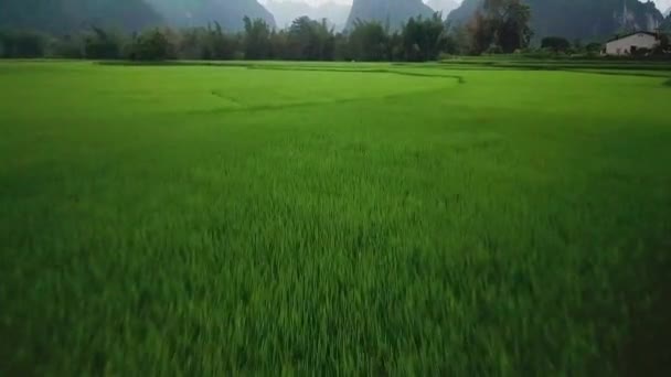 Tarlalardaki pirinç tarlalarının hava görüntüleri. — Stok video