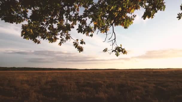 Őszi levelek fák és kilátás naplemente — Stock videók