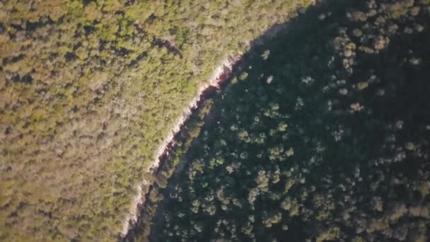 Dossel de árvores de uma floresta densa — Vídeo de Stock