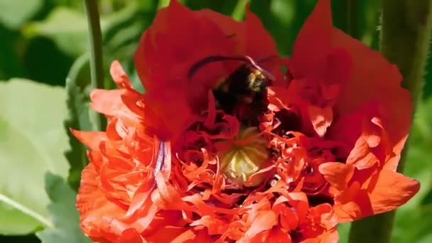 Close up view of a bee pollinating the flower — Stock Video