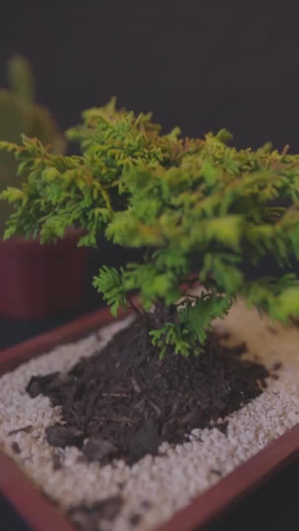 Vista de perto de bonsai árvore em um pote — Vídeo de Stock
