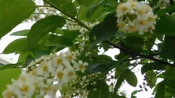 Στενή άποψη των συστάδων λουλουδιών σε ένα δέντρο σε μια θυελλώδη ημέρα — Αρχείο Βίντεο