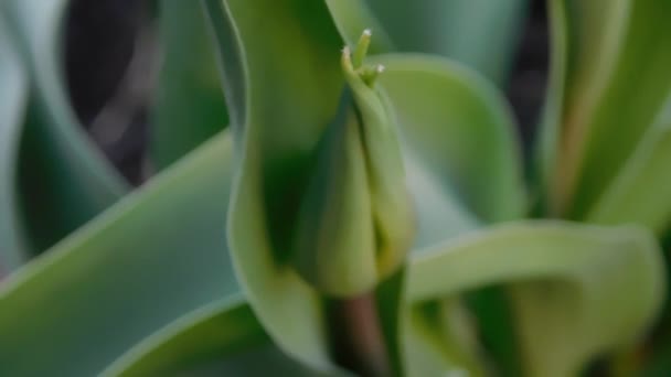 Close-up uitzicht op tulp bloem knop — Stockvideo
