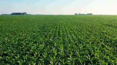 Bir çiftliğin insansız hava aracı görüntüleri