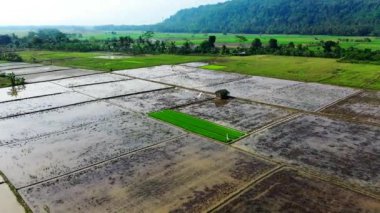 Pirinç tarlalarının İHA görüntüleri