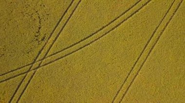 Buğday tarlası desenlerinin ve çizgilerinin drone görüntüleri