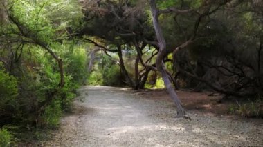 Orman yolu boyunca ağaçların etrafında uçan sinekler.