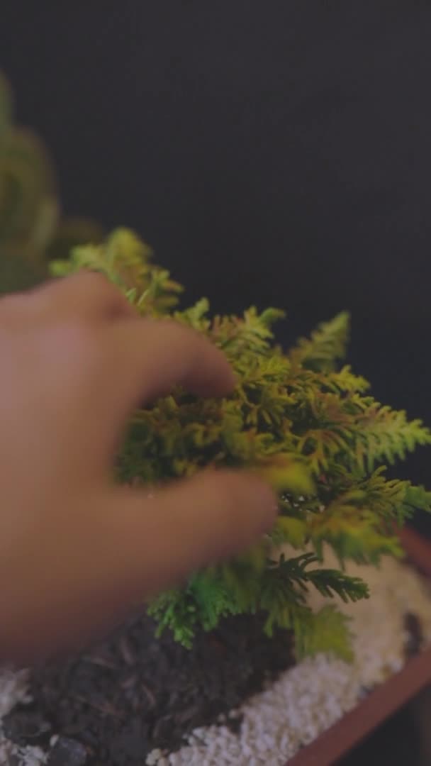 Cultura de uma árvore de bonsai em vaso — Vídeo de Stock
