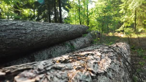 Κομμένα δέντρα που βρίσκονται στο έδαφος του δάσους — Αρχείο Βίντεο