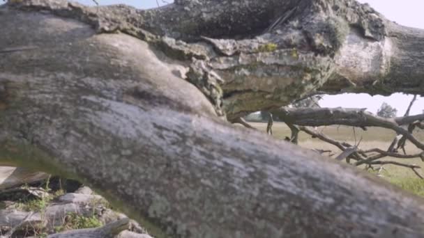 Árbol muerto tendido en un campo de hierba — Vídeos de Stock