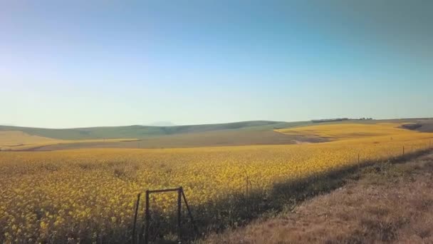 Imagens de drone de um campo de flores — Vídeo de Stock