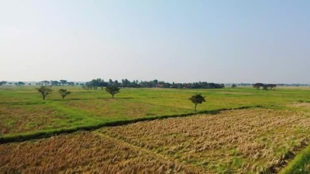 Tarımsal bir arazideki pirinç tarlasının insansız hava aracı görüntüleri. — Stok video