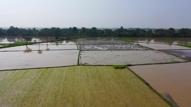 Pirinç tarlalarının insansız hava aracı görüntüleri — Stok video