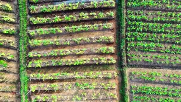 Drohnenaufnahmen von landwirtschaftlichen Feldern in einem landwirtschaftlichen Gebiet — Stockvideo