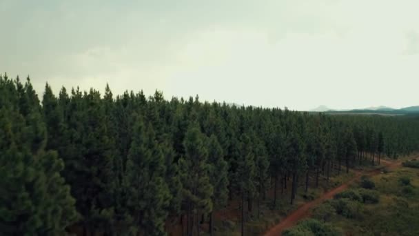 Nagranie dronów sosnowej twierdzy pokrywającej wzgórza leśne — Wideo stockowe