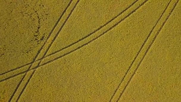 Drone footage of wheat field artworks of patterns and lines — Stock Video