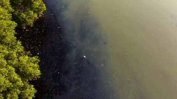 Aigrette marche sur l'eau trouble — Video