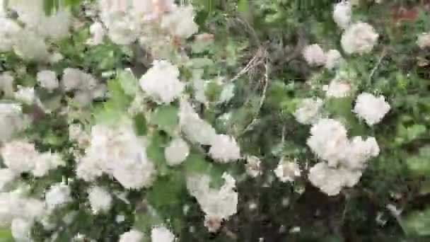 Blommor under blåsig dag — Stockvideo