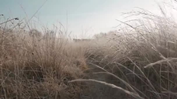 Materiał filmowy z wąskiego szlaku do chodzenia pokrytego wysokimi dzikimi trawami — Wideo stockowe