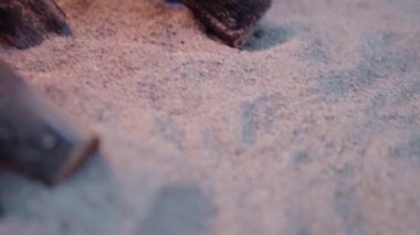 Dışarıda şenlik ateşi yakıyorum.