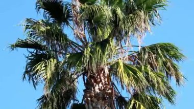 Mavi gökyüzünün altındaki palmiye ağacı