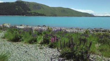 Bitkiler ve kayalar göl kıyısında