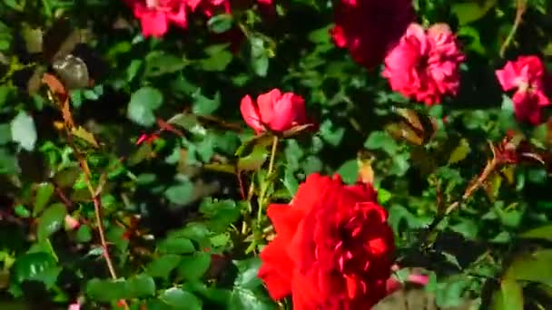 満開の庭のバラ — ストック動画