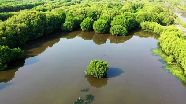 川の沼でマングローブの木を育て — ストック動画