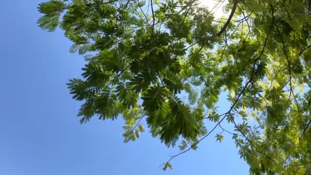Низкоугольный снимок зеленого листового дерева под солнечным небом — стоковое видео