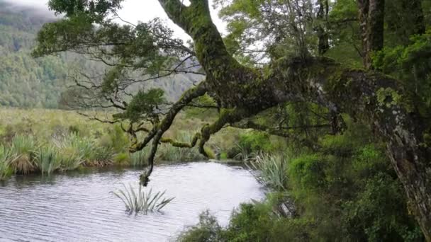 Bagno wody zalewającej dzikie rośliny — Wideo stockowe