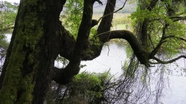 На стволе старого дерева растут мхи и лозы — стоковое видео