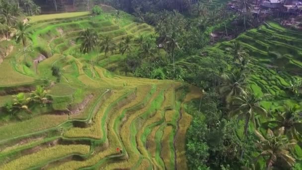 Zbocza górskie wykorzystywane jako tarasy ryżowe do celów rolniczych — Wideo stockowe