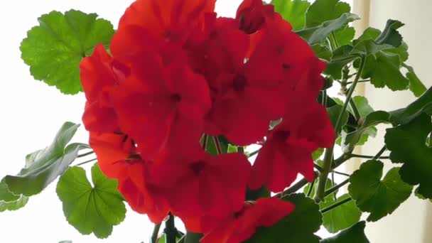 Flores vermelhas em plena floração — Vídeo de Stock